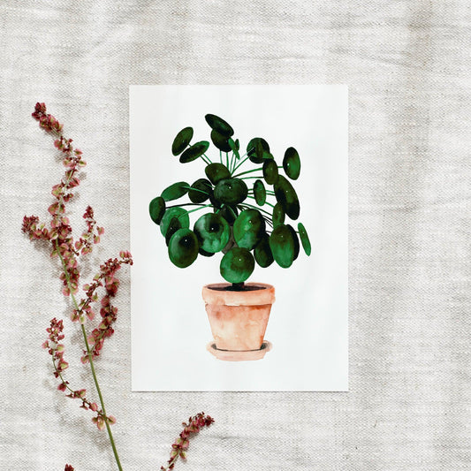 Postkarte - Pilea